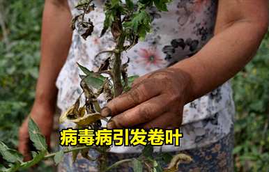 番茄叶卷是什么意思？番茄叶卷是怎么回事？