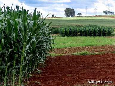 什么肥料适合种植玉米施肥？盐碱地种植玉米施肥技术