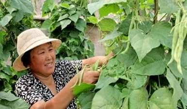 在东北种植芸豆的最佳时间，什么时候种植芸豆最好？