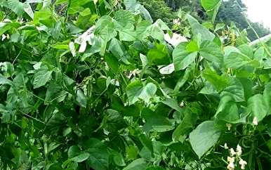 在东北种植芸豆的最佳时间，什么时候种植芸豆最好？