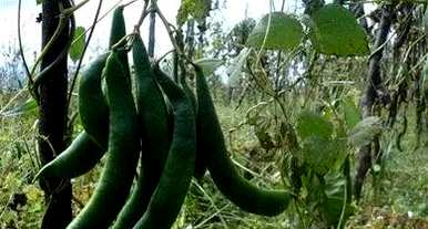 在东北种植芸豆的最佳时间，什么时候种植芸豆最好？