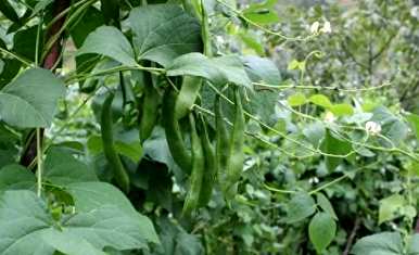 在东北种植芸豆的最佳时间，什么时候种植芸豆最好？