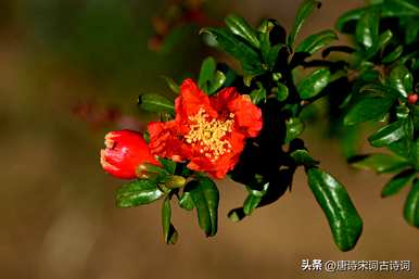 石榴花什么时候开花？石榴花什么时候开花？