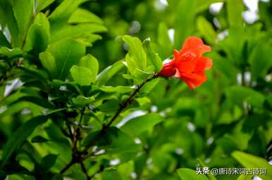 石榴花什么时候开花？石榴花什么时候开花？