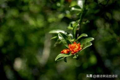 石榴花什么时候开花？石榴花什么时候开花？