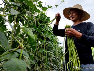 六月底四川盆地还能种什么蔬菜？六月份种什么蔬菜比较好？