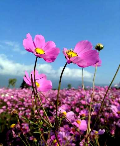 什么是波斯菊花语，自由波斯菊花语