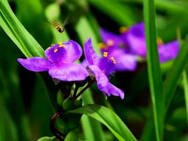 紫露草花语图片大全，紫露草花语尊重