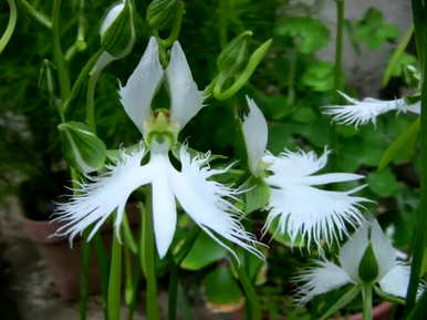 金龙草花语，白鹭草花语