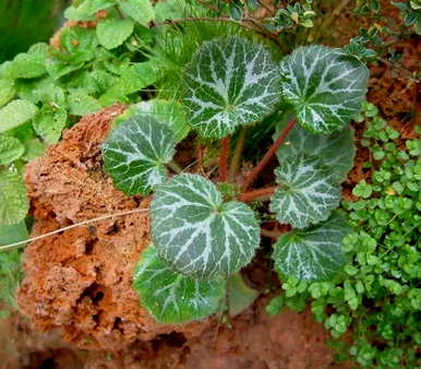 月日花语：虎耳草、虎耳草几种颜色的花语图片