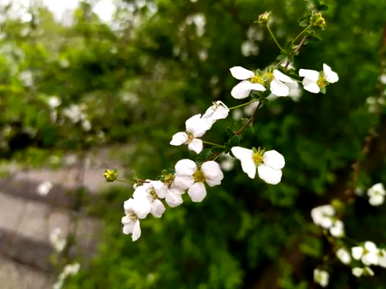 春天的花语，春天的各种花语