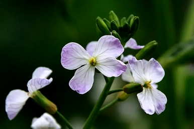 昙花生日花语，小叶昙花语