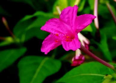 紫茉莉的花语是爱情吗？紫茉莉花语的意思