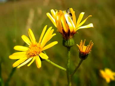 8月13日生日花：泽菊花语和神话故事介绍