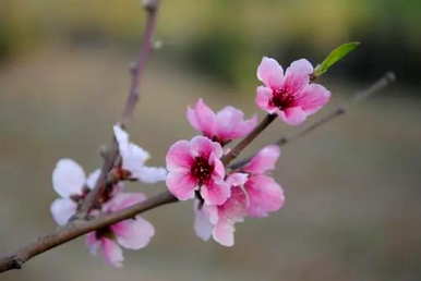 什么是桃花语象征着什么，什么是桃花语