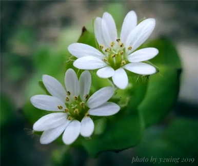 繁缕草花语，繁缕草花语叫什么？