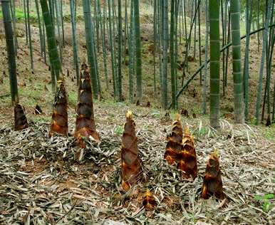 竹子属于什么科类植物，竹子属于什么科类植物