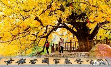 邳州最近的银杏树产地，邳州银杏树全景视频