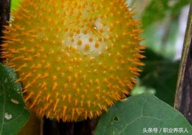 植物根的共同特征是什么，低等植物的共同特征是什么？