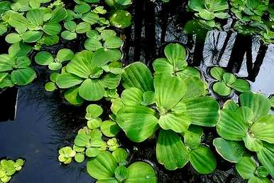 插入水中的植物有哪些，水中的植物有哪些图片？