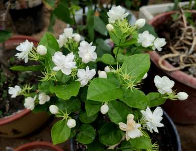 阳台绿色植物小花园，阳台绿色植物设计