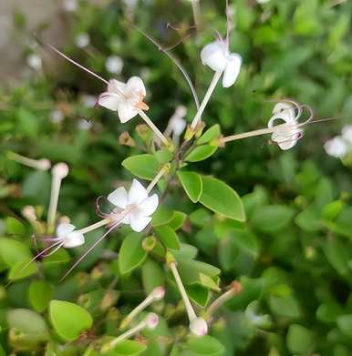 阳台绿色植物小花园，阳台绿色植物设计