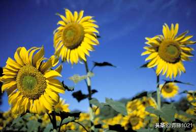 裸子植物和被子植物、裸子植物和被子植物的区别课件