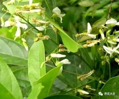 驱蚊苍蝇最有效的植物是什么？驱蚊最有效，对人体无害？