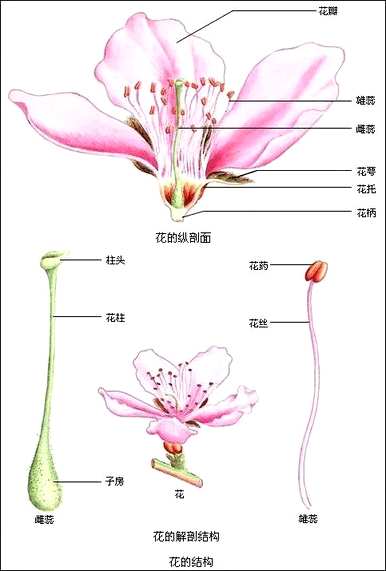 花萼的成分名称是什么，花萼是花的哪一部分？