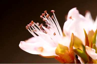 花蕾在哪里，花蕾指花在哪里？