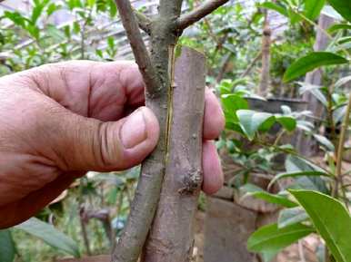 哪些植物可以嫁接，哪些植物可以嫁接？