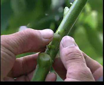 哪些植物可以嫁接，哪些植物可以嫁接？