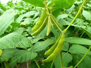 豆科植物有哪些例子？豆科作物有哪些植物？