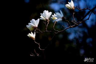 上海市花是什么花？上海市花白玉兰花寓意