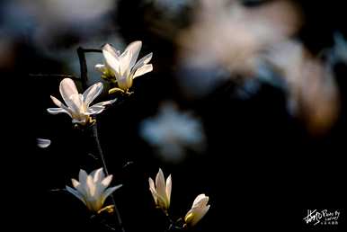 上海市花是什么花？上海市花白玉兰花寓意