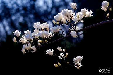 上海市花是什么花？上海市花白玉兰花寓意