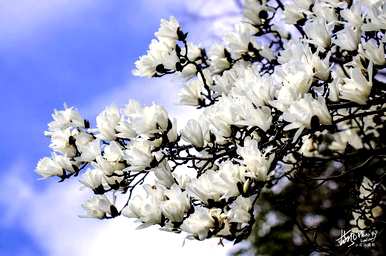 上海市花是什么花？上海市花白玉兰花寓意