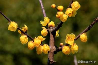 各种花一年四季开放，各种花一年四季开放。