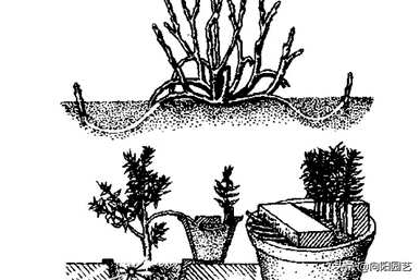 月季高空压条繁殖神器，月季高空压条繁殖神器