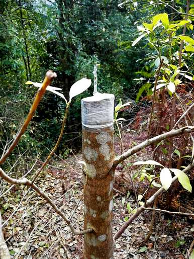 广东八角种植基地，四川八角种植基地