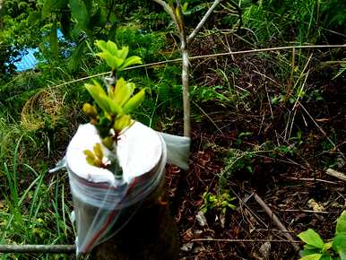 广东八角种植基地，四川八角种植基地