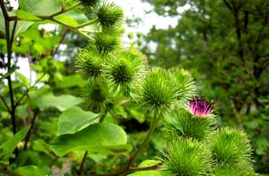 什么是牛蒡桔梗菊科植物？