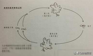 藻类苔藓和蕨类植物依靠什么繁殖，藻类植物的繁殖方式是什么？