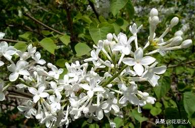 什么颜色的丁香花泡茶最好，什么颜色的丁香花最好