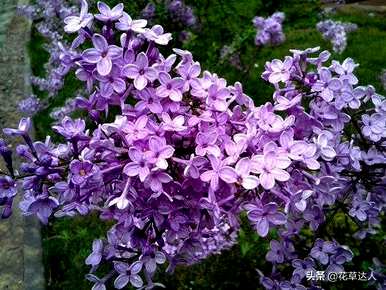 什么颜色的丁香花泡茶最好，什么颜色的丁香花最好