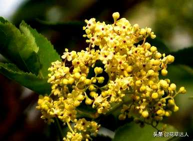 什么颜色的丁香花泡茶最好，什么颜色的丁香花最好