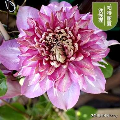 什么是铁线莲花语，什么是铁线莲花语？