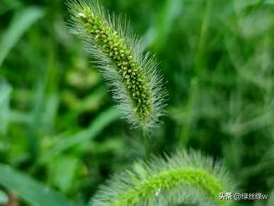 狗尾草花语的诗，狗尾草花语是什么？