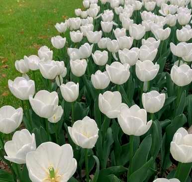 郁金香花语代表什么意思和象征，郁金香花语代表什么？