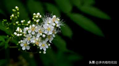 珍珠开花时间表，珍珠梅花期多长？